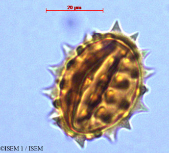 Gynoxys buxifolia - lame n° 29039